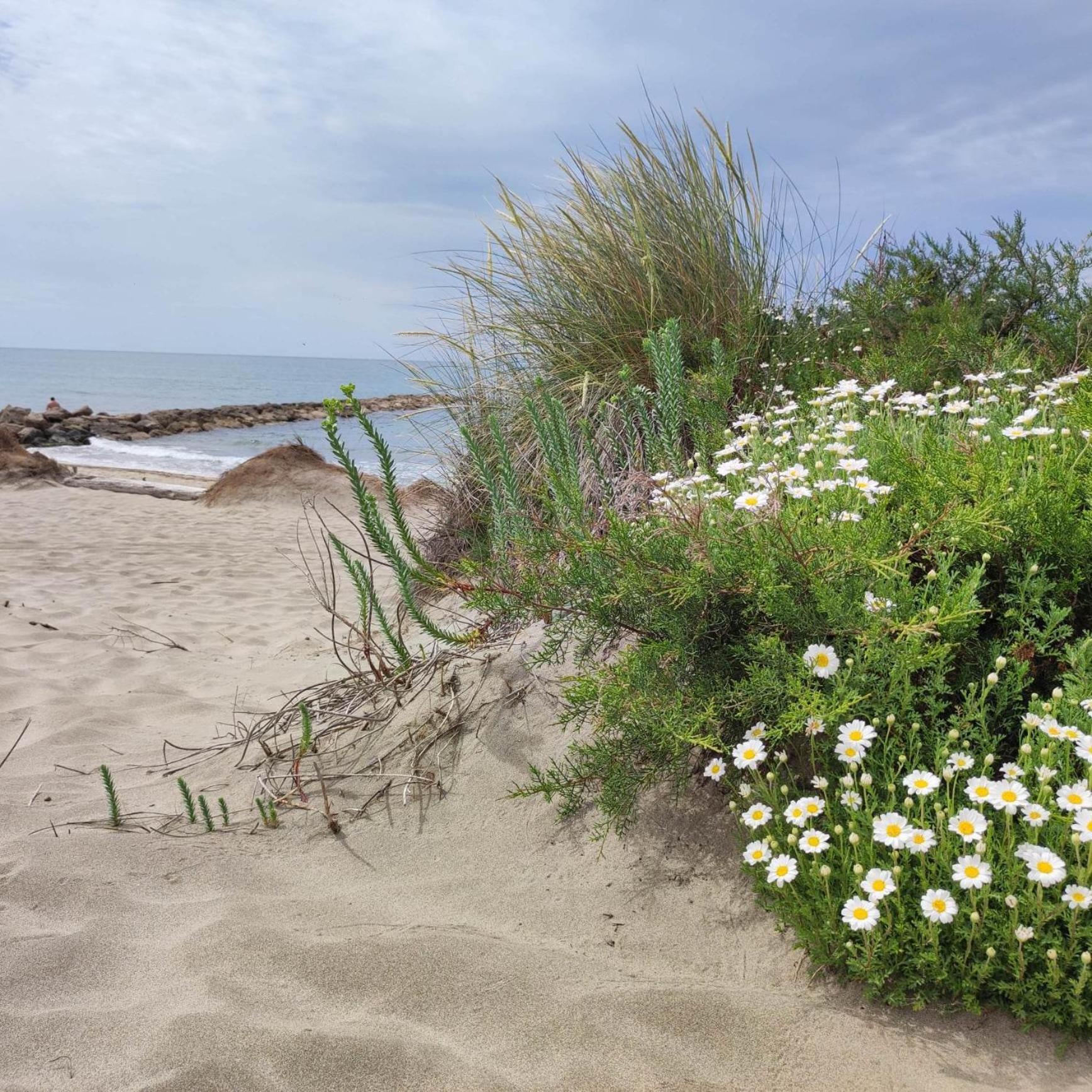 Le Petit Patio Bed and Breakfast Aigues-Mortes Buitenkant foto