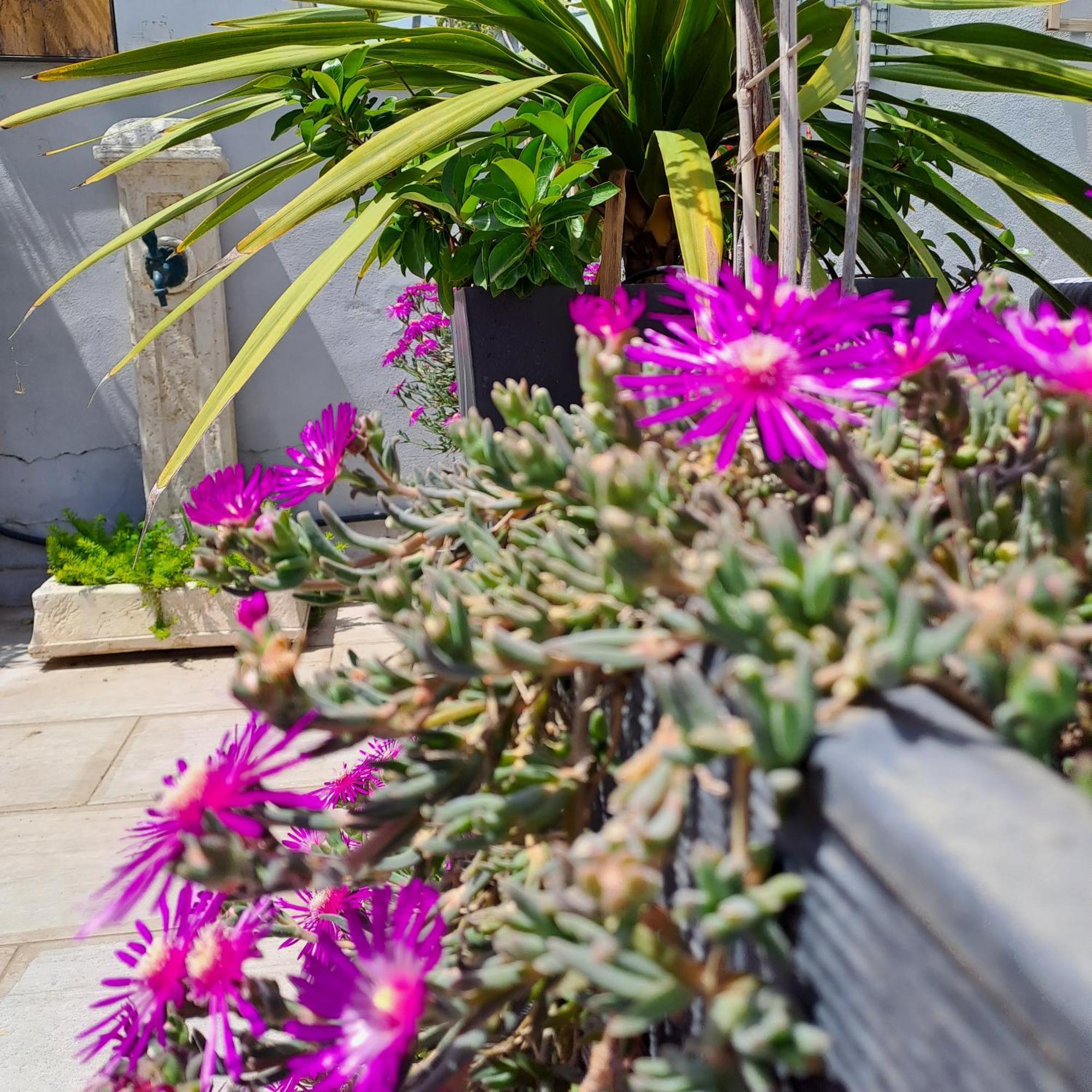 Le Petit Patio Bed and Breakfast Aigues-Mortes Buitenkant foto