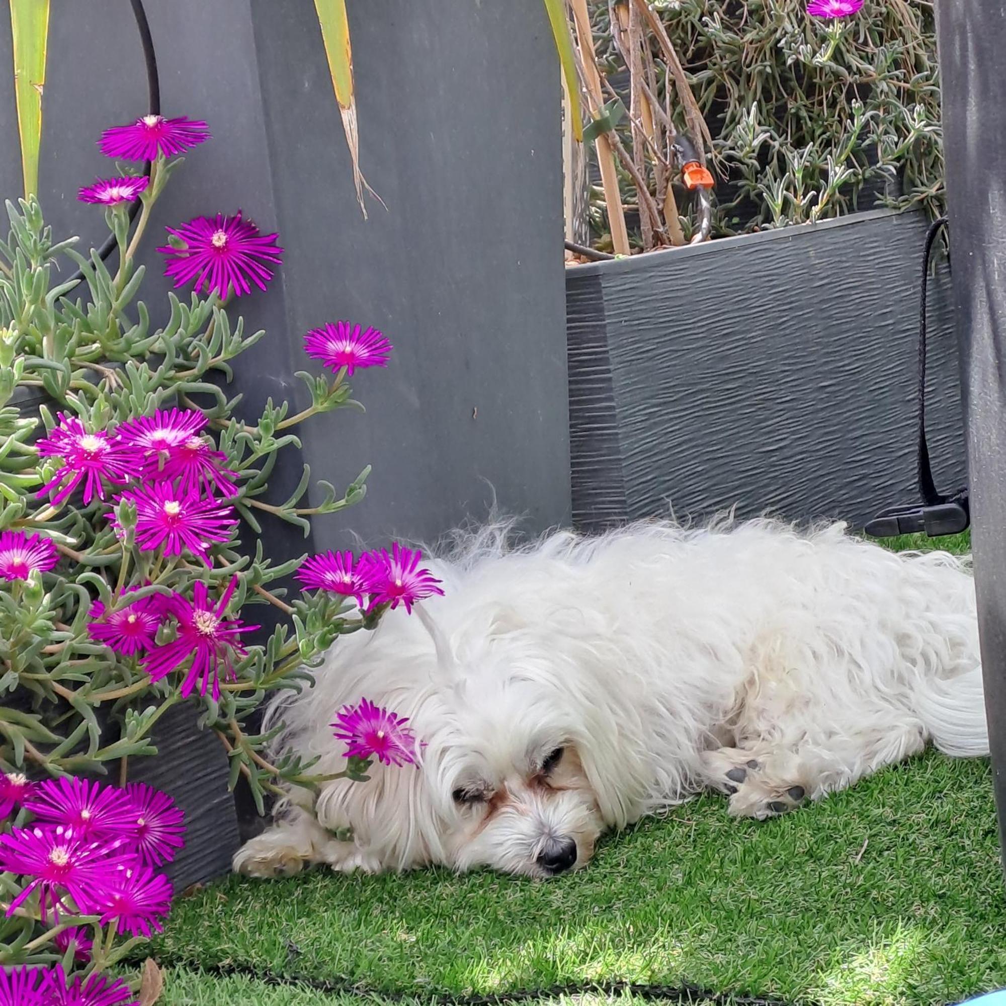 Le Petit Patio Bed and Breakfast Aigues-Mortes Buitenkant foto