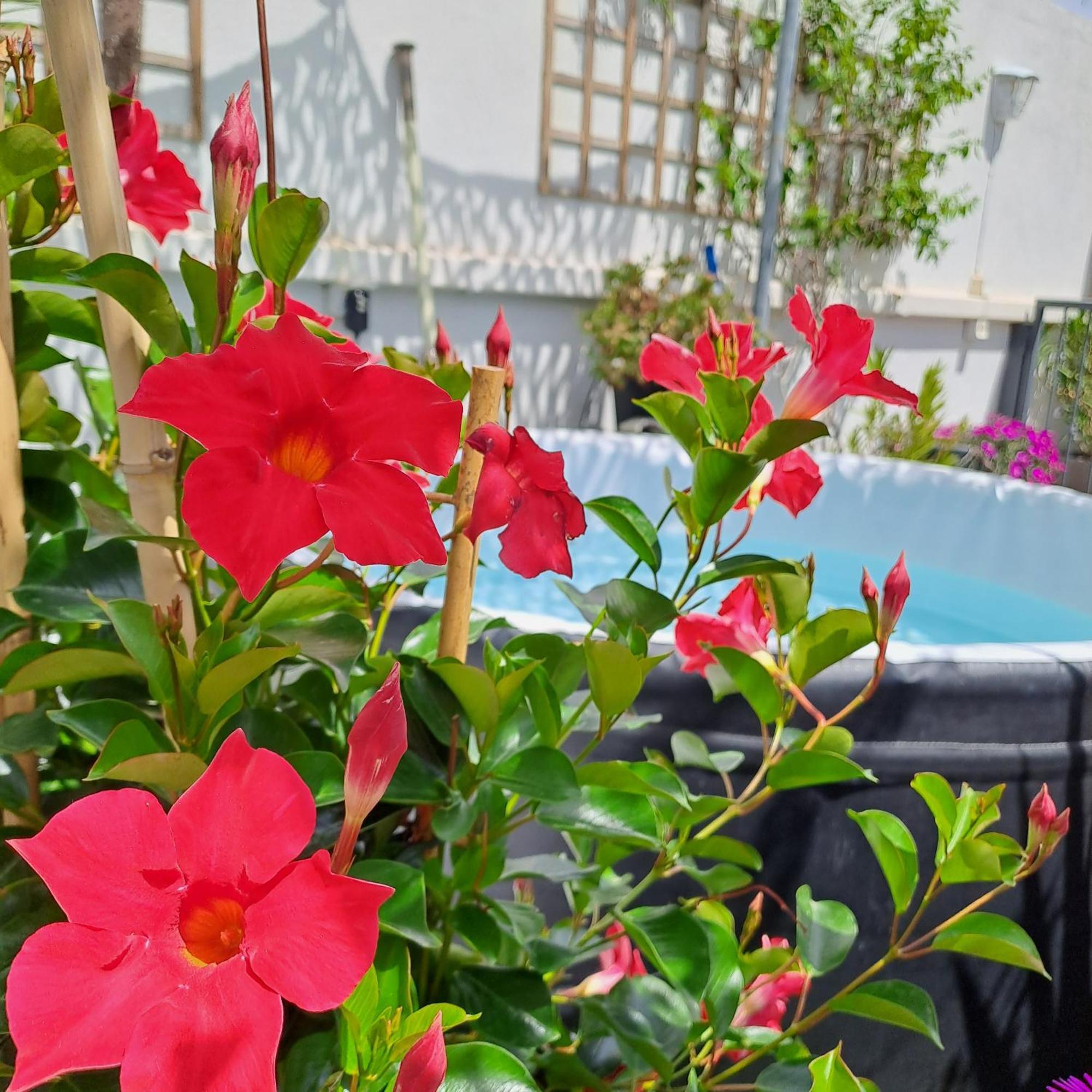 Le Petit Patio Bed and Breakfast Aigues-Mortes Buitenkant foto