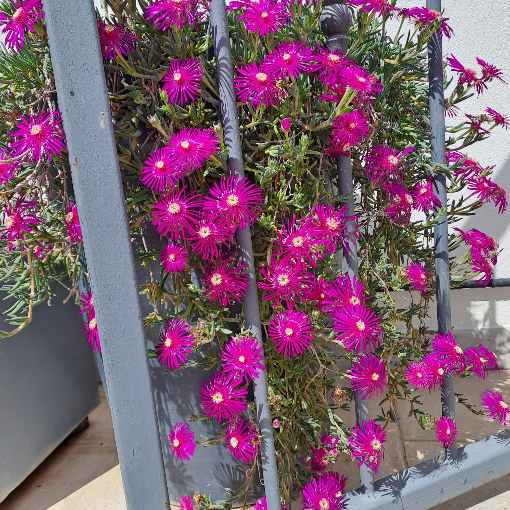 Le Petit Patio Bed and Breakfast Aigues-Mortes Buitenkant foto